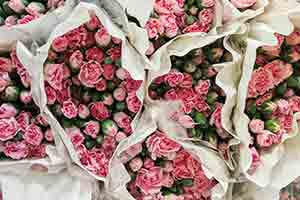 Deflorex Floristas