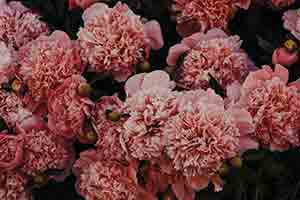 Flores Brunia