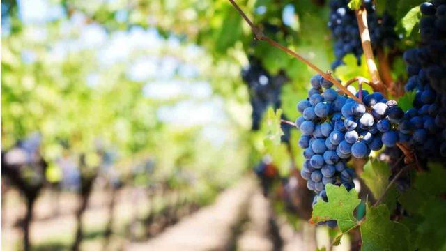 tipos de vino tinto en españa