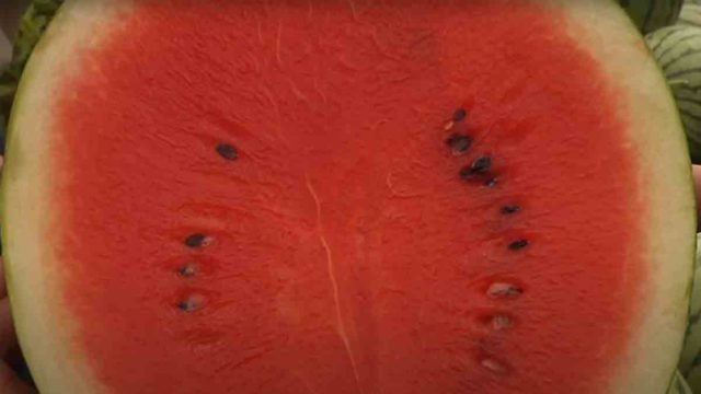 la dieta de la sandia