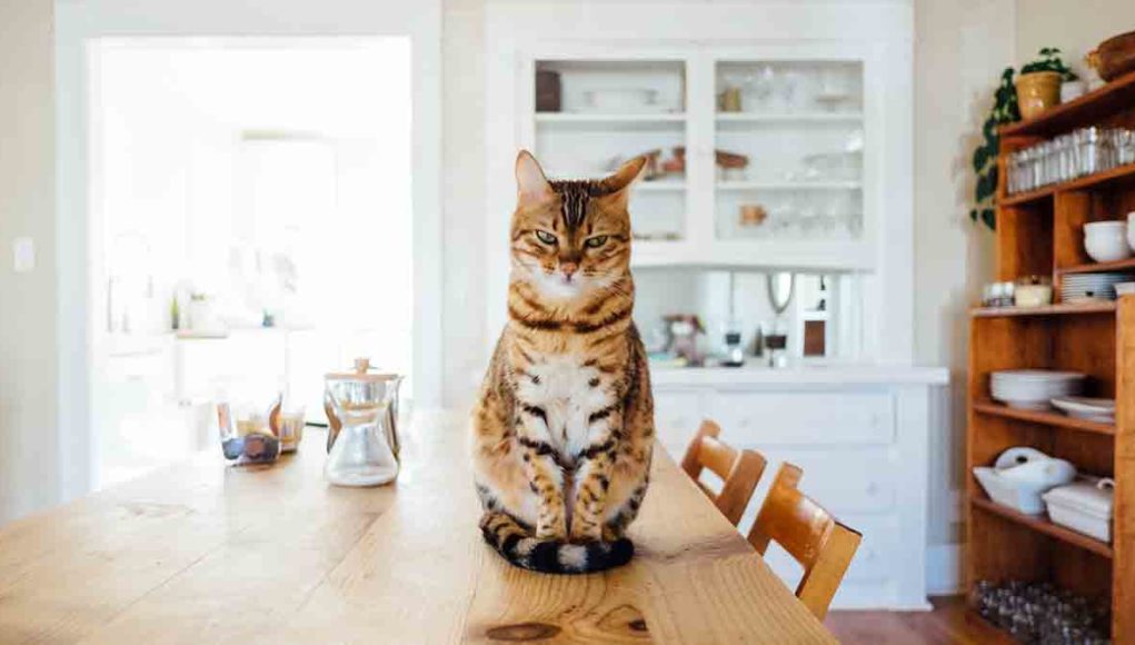 como hacer comida casera para gatos