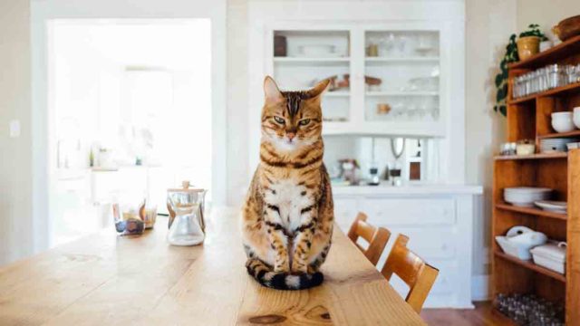 como hacer comida casera para gatos