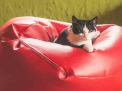 Quiero comprar un Puf ¿Cuál es el mejor?
