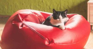 Quiero comprar un Puf ¿Cuál es el mejor?