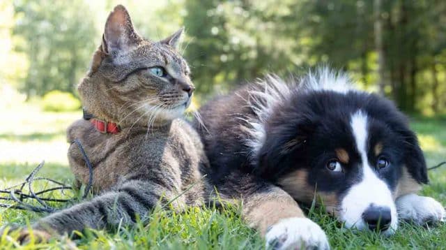 Centros de Acogida mascotas Comunidad de Madrid
