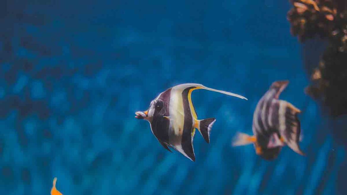 porque los peces salen a la superficie