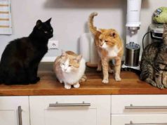 Alimentos que los gatos no pueden comer
