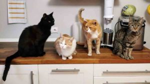 Alimentos que los gatos no pueden comer