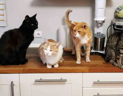 Alimentos que los gatos no pueden comer