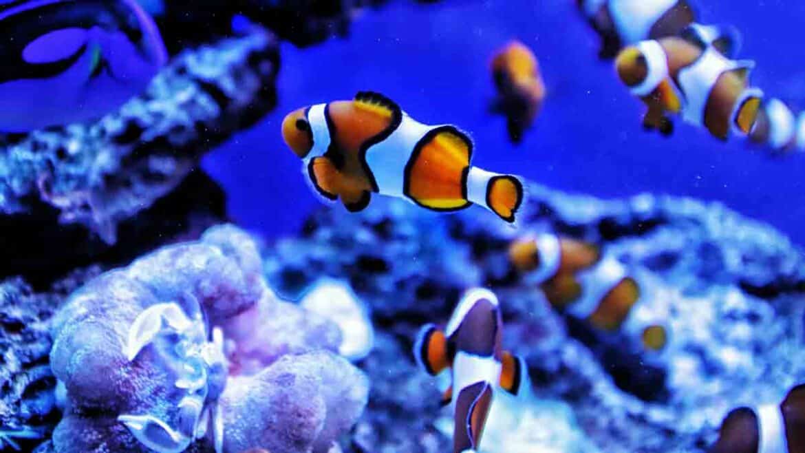 Los peces mas peligrosos del mundo