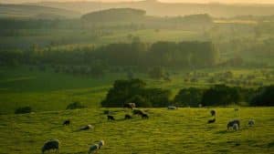 Descubre el encanto de Dehesa Vieja en San Sebastián de los Reyes