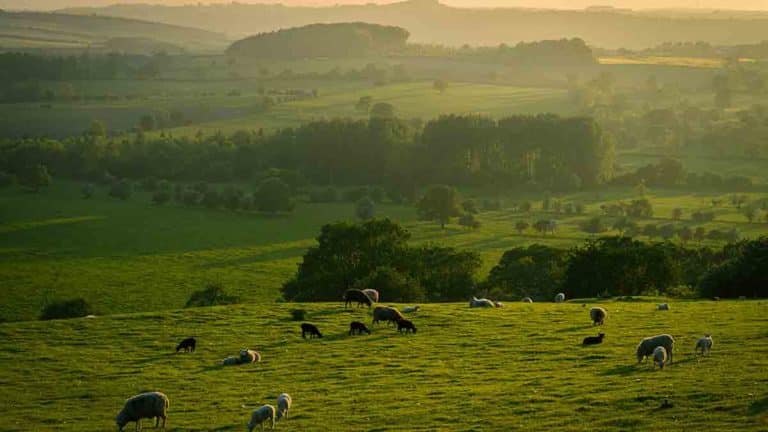 Descubre el encanto de Dehesa Vieja en San Sebastián de los Reyes