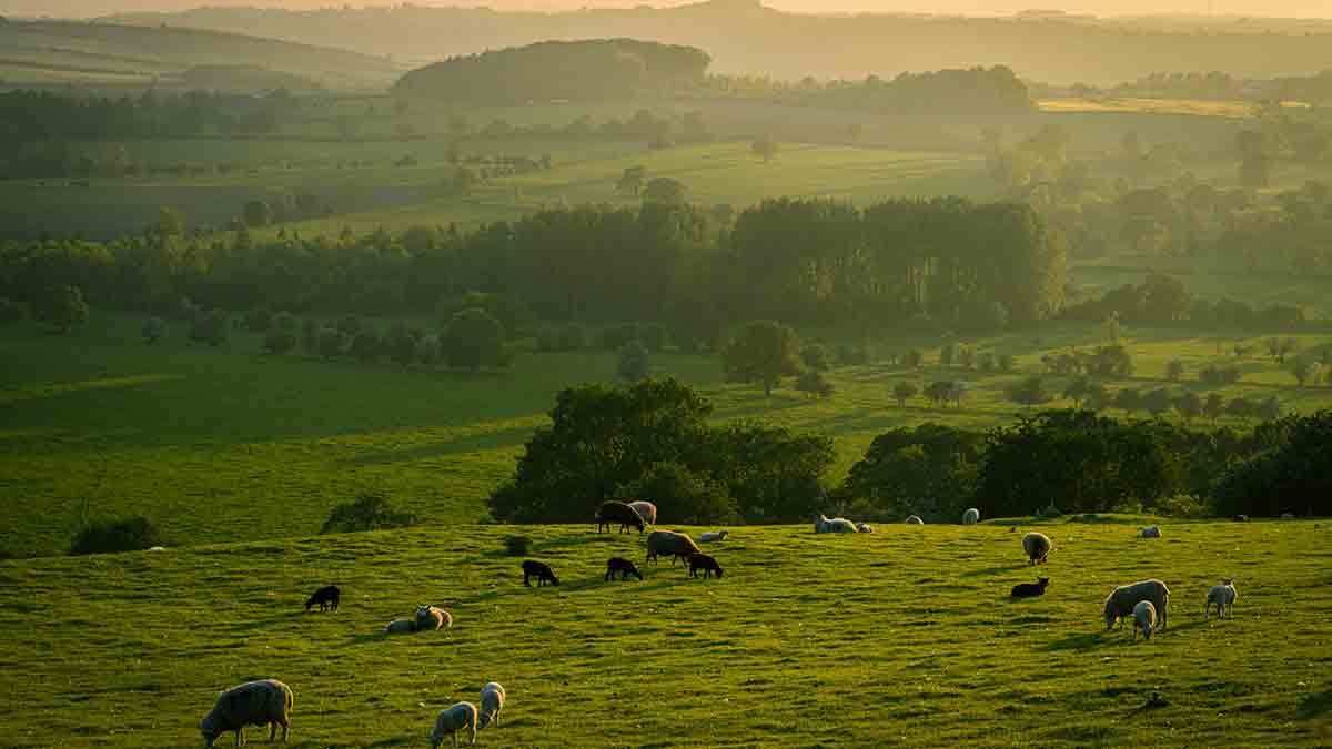 Descubre el encanto de Dehesa Vieja en San Sebastián de los Reyes