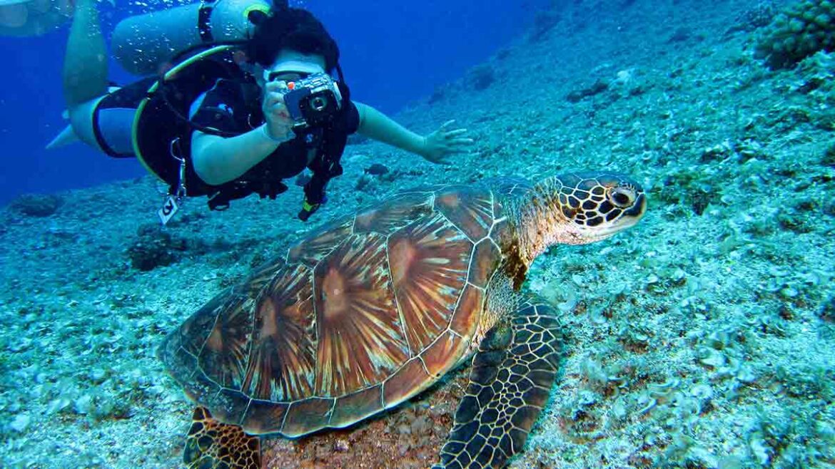 Bucear en el Mar de Java: el destino que enamora a todos los amantes del submarinismo