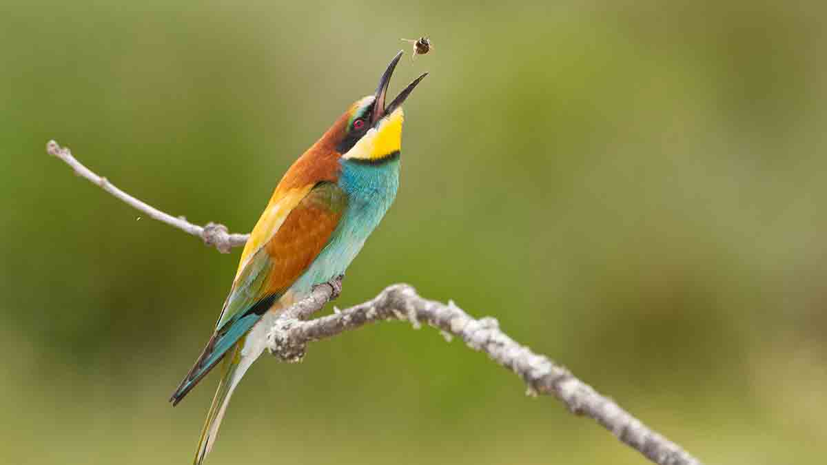 Descubre la vida silvestre de la Sierra de Guadarrama gracias a Iberozoa