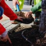 Escolares de Colmenar Viejo transforman alcorques con flores para controlar plagas y embellecer