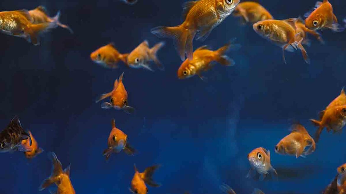 De donde sale el oxigeno que respiran los peces