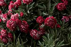 Floristería Vicky San Sebastian de los Reyes