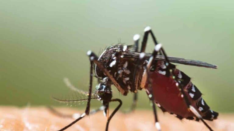 Sanse activa medidas contra el mosquito tigre y pide colaboracion