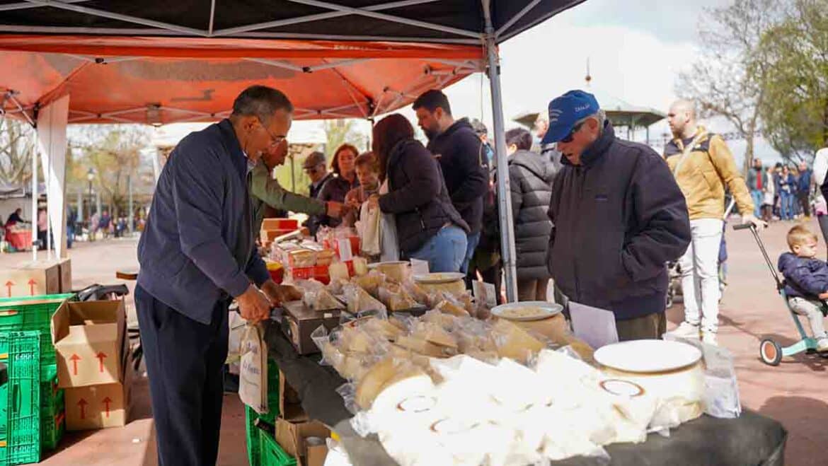 Colmenar Viejo revive la tradición con pastoreo, trashumancia y feria de quesos