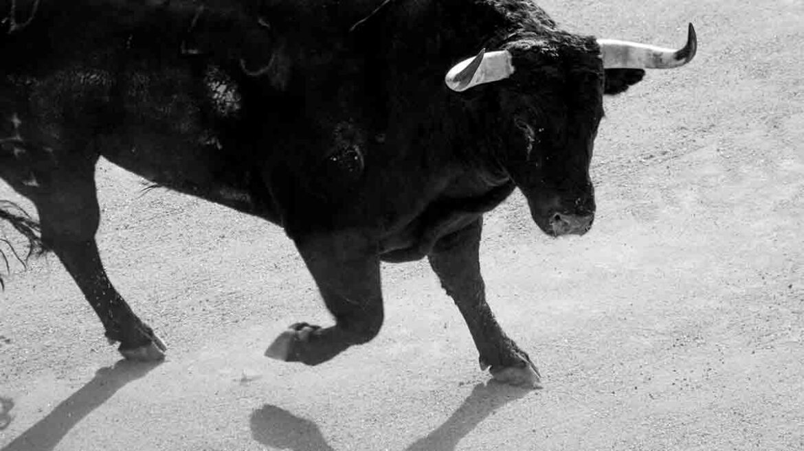 Tradicional cabestrada de Sanse, que este año terminará con una suelta de dos toros en La Tercera.